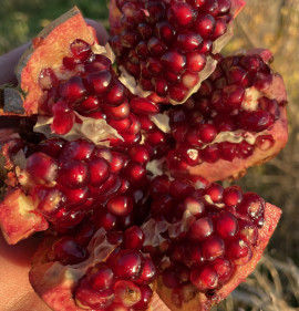 Punica granatum `Bécsi Csoda`