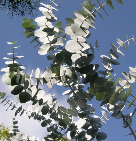 Eucalyptus perriniana