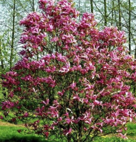 Magnolia `Susan` (Suzan)