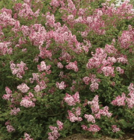 Syringa `Bloomerang Pink Perfume`