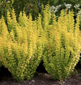 Berberis thunbergii `Golden Rocket`