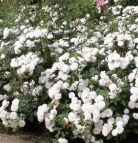 Rosa `Little White Pet`