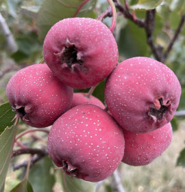 Crataegus pinnatifida FRISS GYÜMÖLCS!