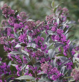 Callicarpa `Pearl Glam`