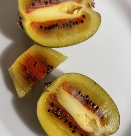 Actinidia `Hongyang`