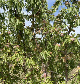 Amygdalus communis `Dangarinszki`