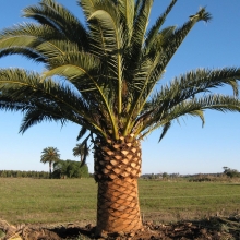 Phoenix canariensis NAGY NÖVÉNY!